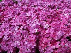 Phlox, Creeping 'Drummon's Pink'