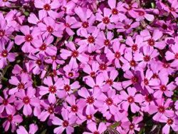 Phlox, Creeping 'Early Bird'