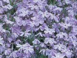 Phlox, Creeping 'Oakington Blue Eyes'