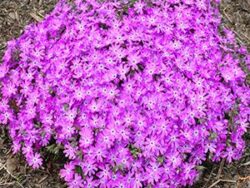 Phlox, Creeping 'Pink Parasol'