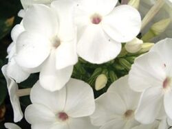 Phlox, Garden 'David' White