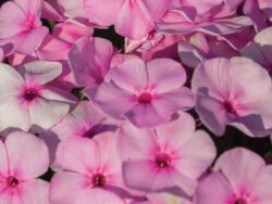 Phlox, Garden 'Famous Light Pink'