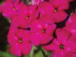 Phlox, Garden 'Famous Magenta'