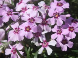 Phlox, Creeping 'Eye Candy'