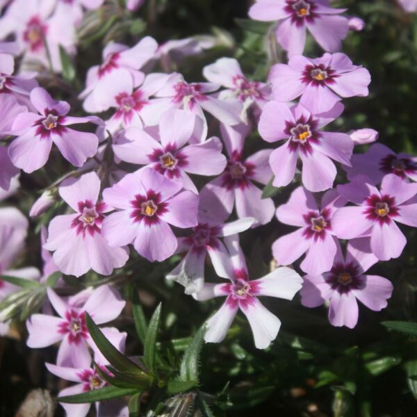 Phlox, Creeping 'Eye Candy'