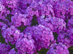 Phlox, Garden 'Fashionable Early Flamingo'