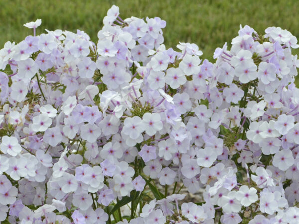 Phlox, Garden 'Fashionable Early Lavender Ice'
