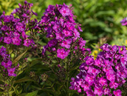 Phlox, First Editions® Grape Lollipop™