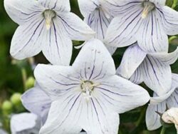 Platycodon, Fairy Snow (Balloon Flower)