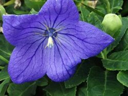 Platycodon, Sentimental Blue (Balloon Flower)