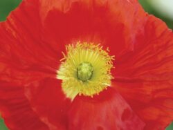 Poppy, Iceland 'Champagne Bubbles Scarlet'
