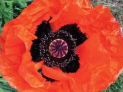 Poppy, Oriental 'Orange Scarlet'