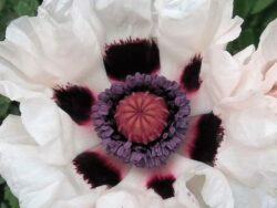 Poppy, Oriental 'Royal Wedding'