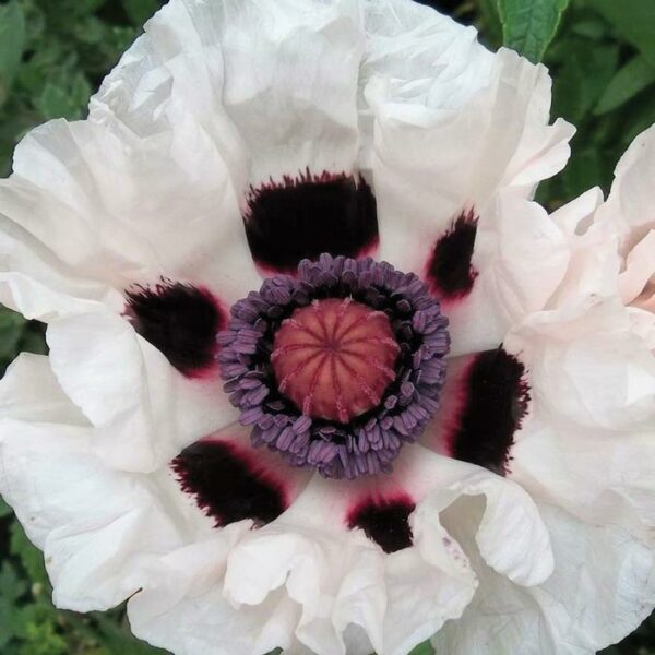 Poppy, Oriental 'Royal Wedding'
