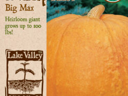 Pumpkin, Big Max Organic