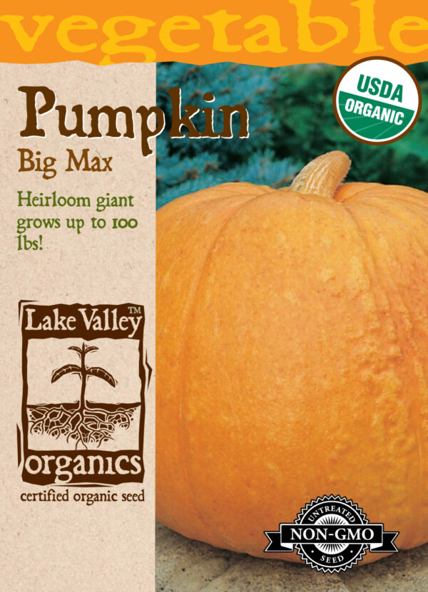 Pumpkin, Big Max Organic