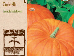Pumpkin, Cinderella Organic