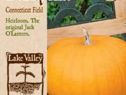 Pumpkin, Connecticut Field