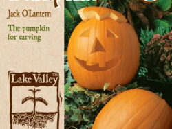 Pumpkin, Jack O'Lantern Organic