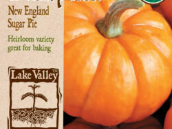 Pumpkin, New England Sugar Pie Organic