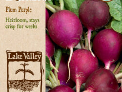 Radish, Plum Purple Organic