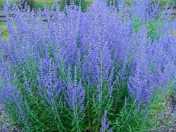 Russian Sage 'Blue Jean Baby'