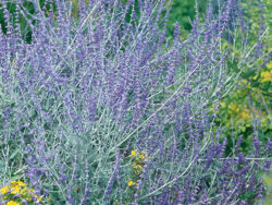 Russian Sage, Lavender Blue