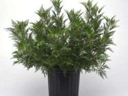 Russian Wormwood, SunFern Olympia