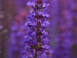 Salvia, Salvatore Blue