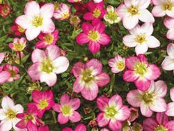 Saxifraga, Lofty Pink Shades