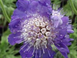 Scabiosa, Fama Deep Blue