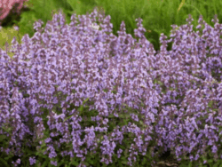 Catmint, Cat's Pajamas