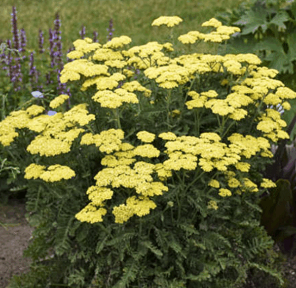 Achillea (Yarrow), Sunset