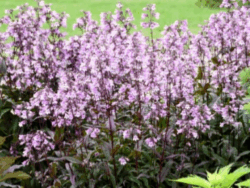 Penstemon, Midnight Masquerade Beardtongue