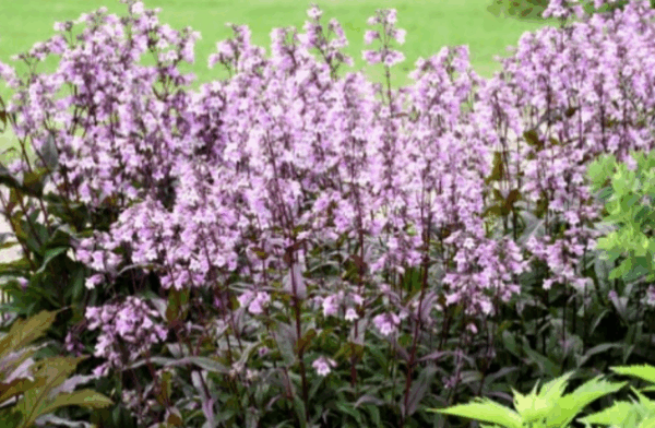 Penstemon, Midnight Masquerade Beardtongue