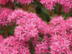 Sedum, Abbeydore