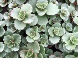 Sedum, Elizabeth