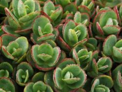 Sedum, Lime Zinger