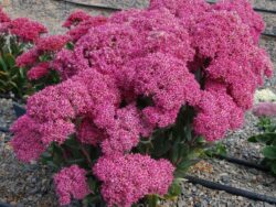Sedum, Mr. Goodbud