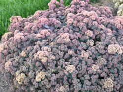 Sedum, Spellbound