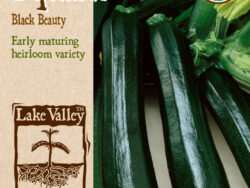 Squach, Black Beauty (Summer) Organic