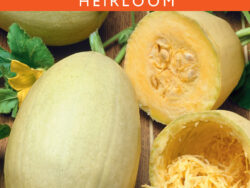 Squash, Vegetable Spaghetti