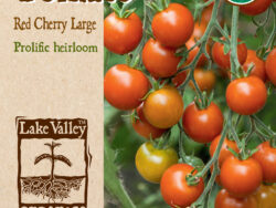 Tomato, Red Cherry Organic