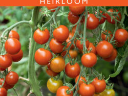 Tomato, Red Cherry