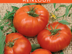 Tomato, Brandywine Red