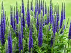 Veronica, Blue Ronica