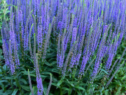 Veronica, Blue Skywalker