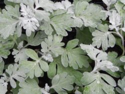 Wormwood, Mori's Strain