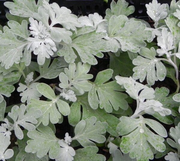 Wormwood, Mori's Strain
