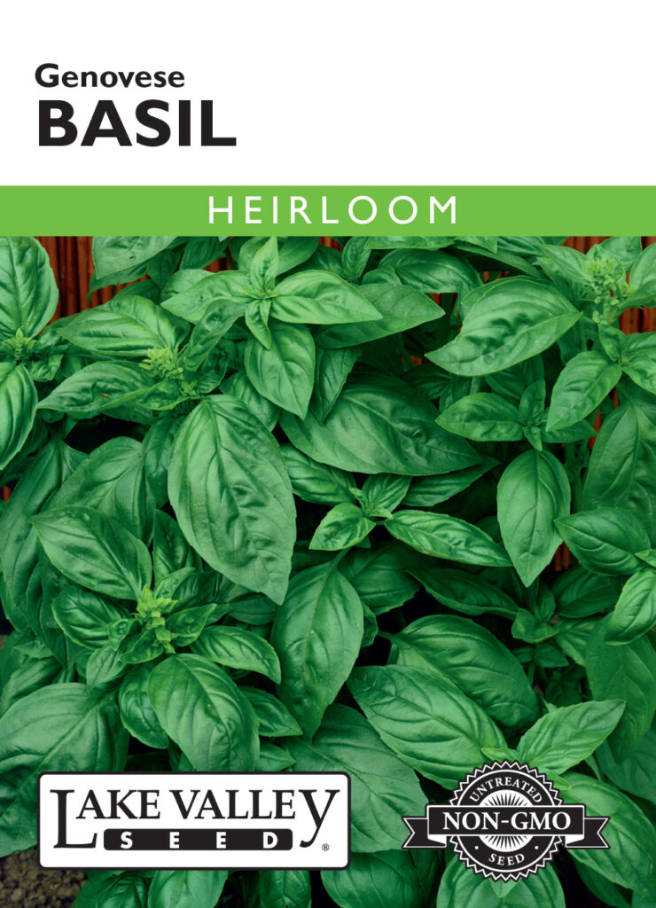 Basil, Genovese Heirloom A+ Garden Center Duluth, Minnesota